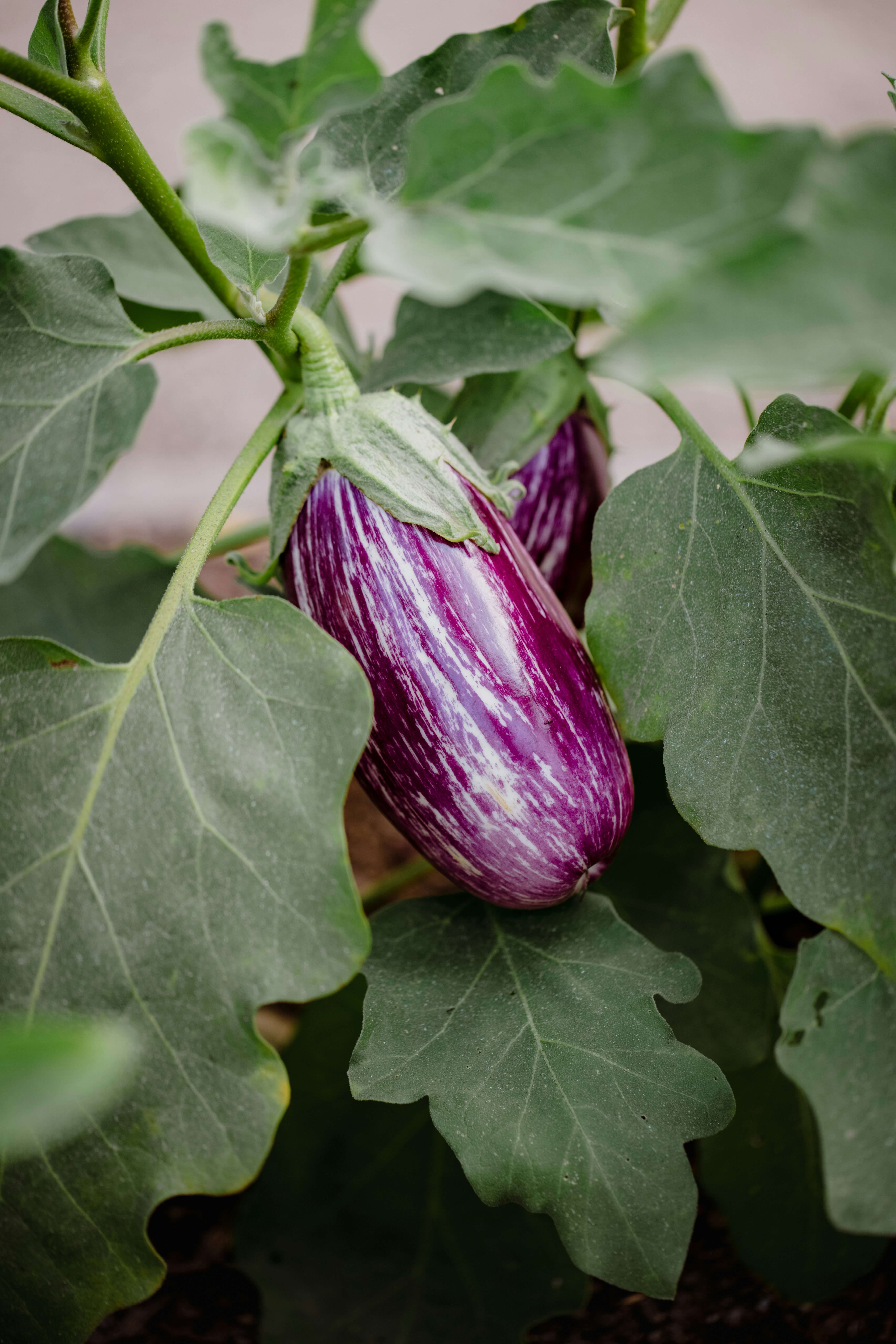 Fresh Brinjal