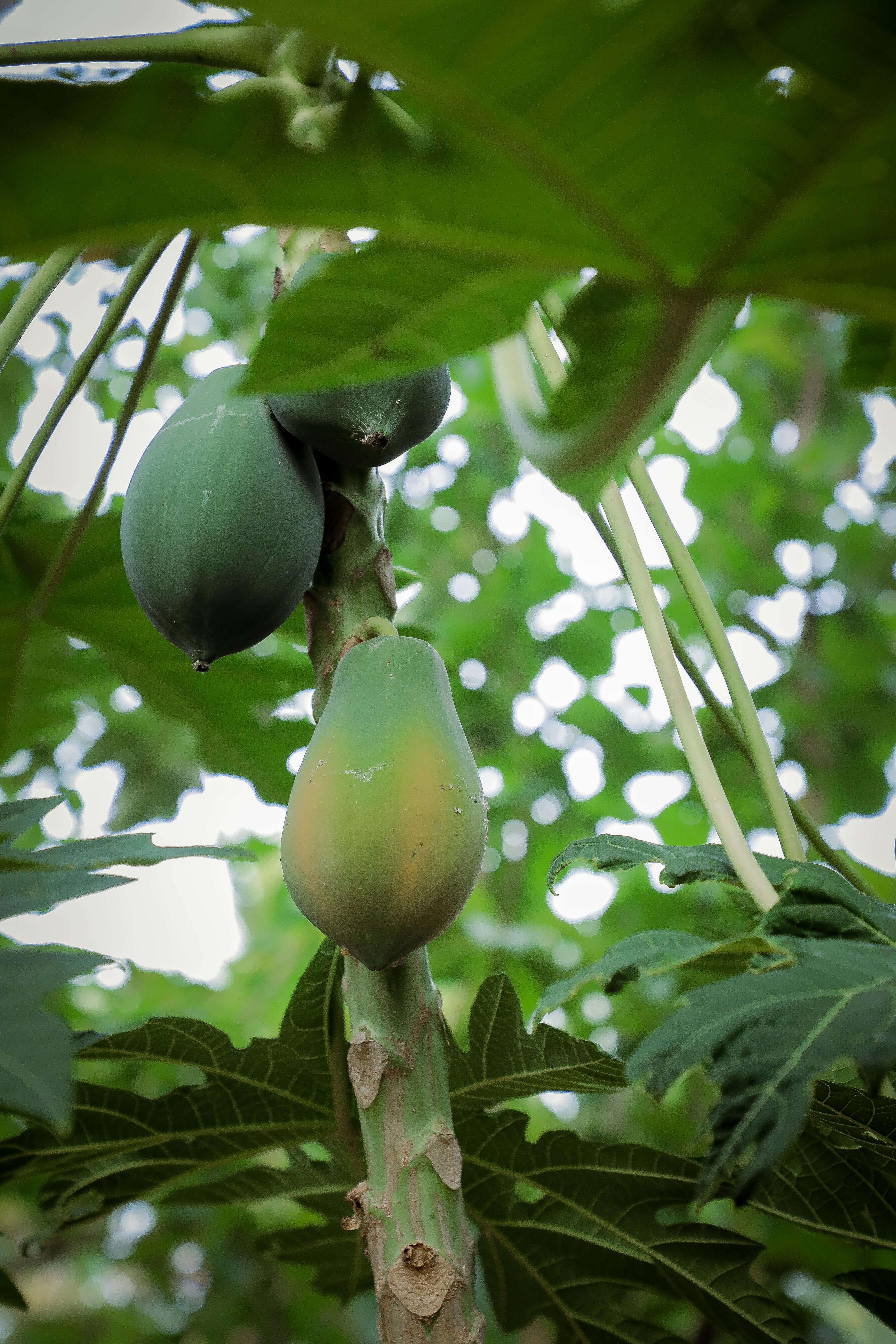 Fresh Papaya